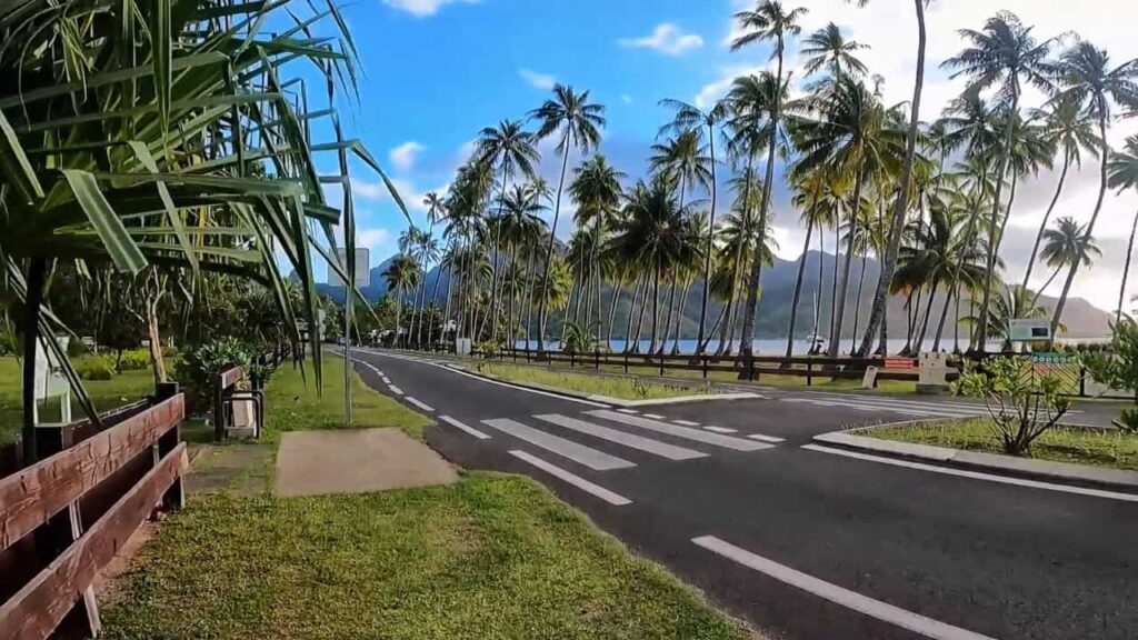 palm trees along the road at ta'ahiamanu beach