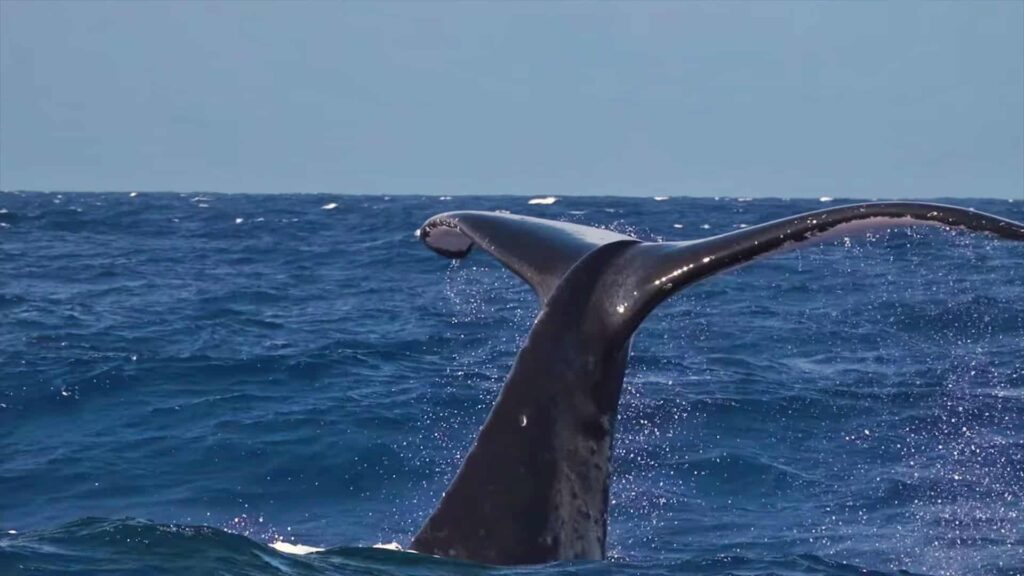 Humpback whale tail