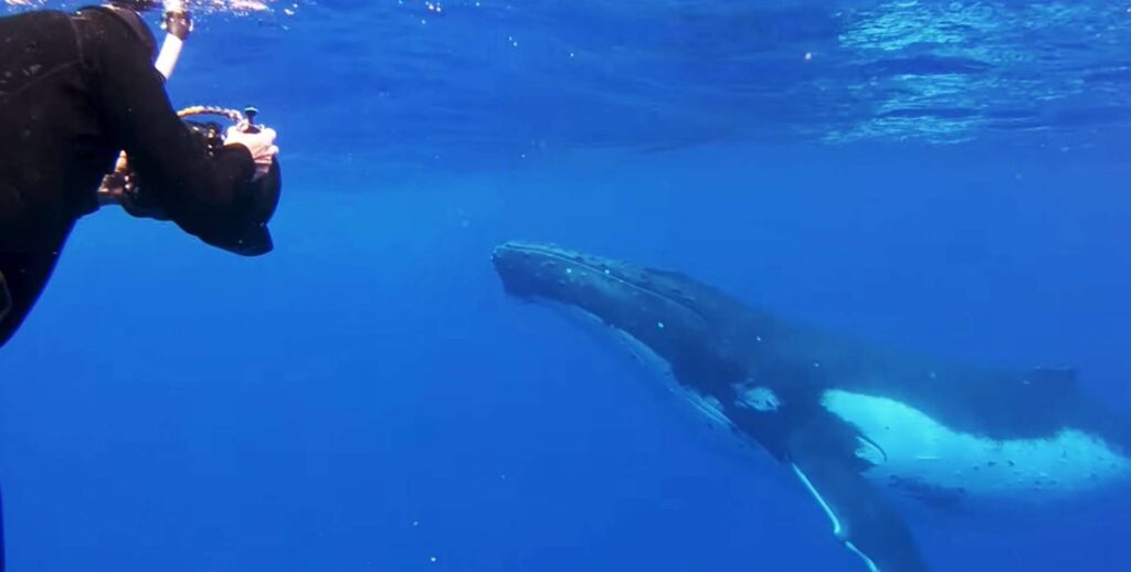 Man capturing humpback whale underwater