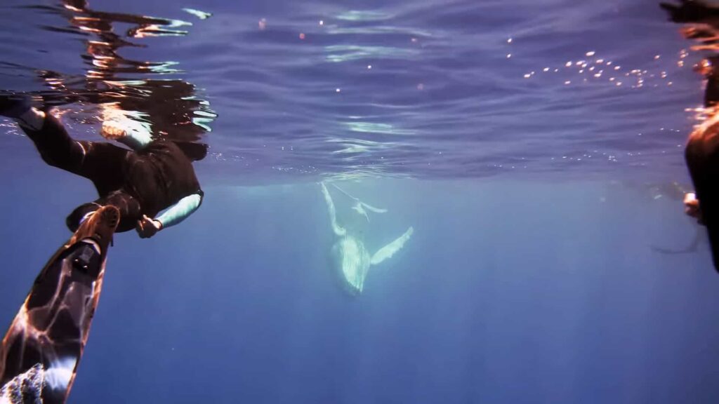 whale watching in Moorea happening underwater