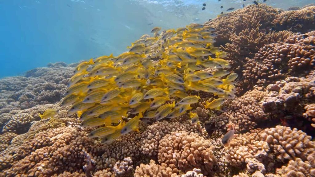 School of vibrant fish and reefs in waters of Moorea