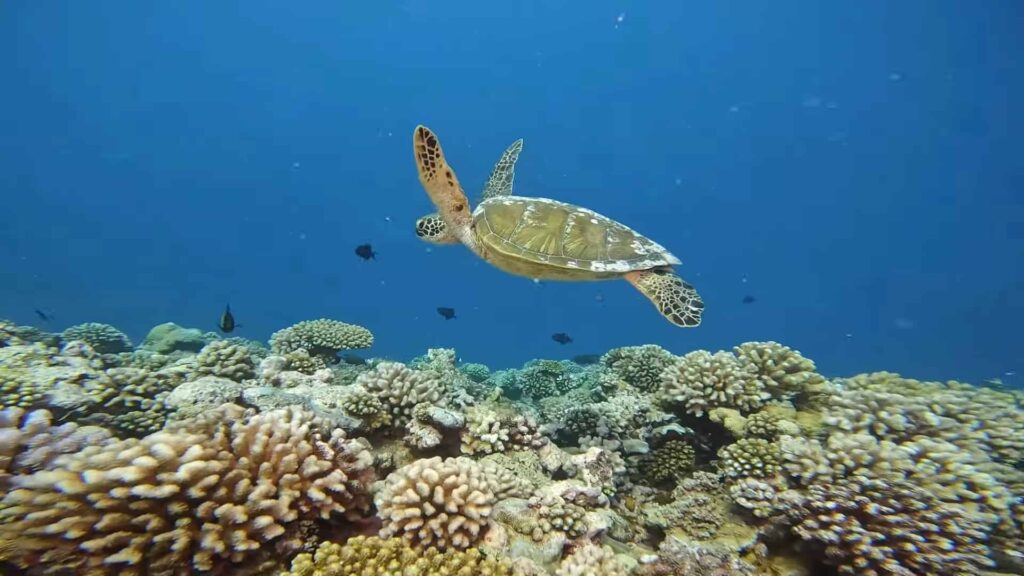 Green turtle swimming above corals at Aito dive site