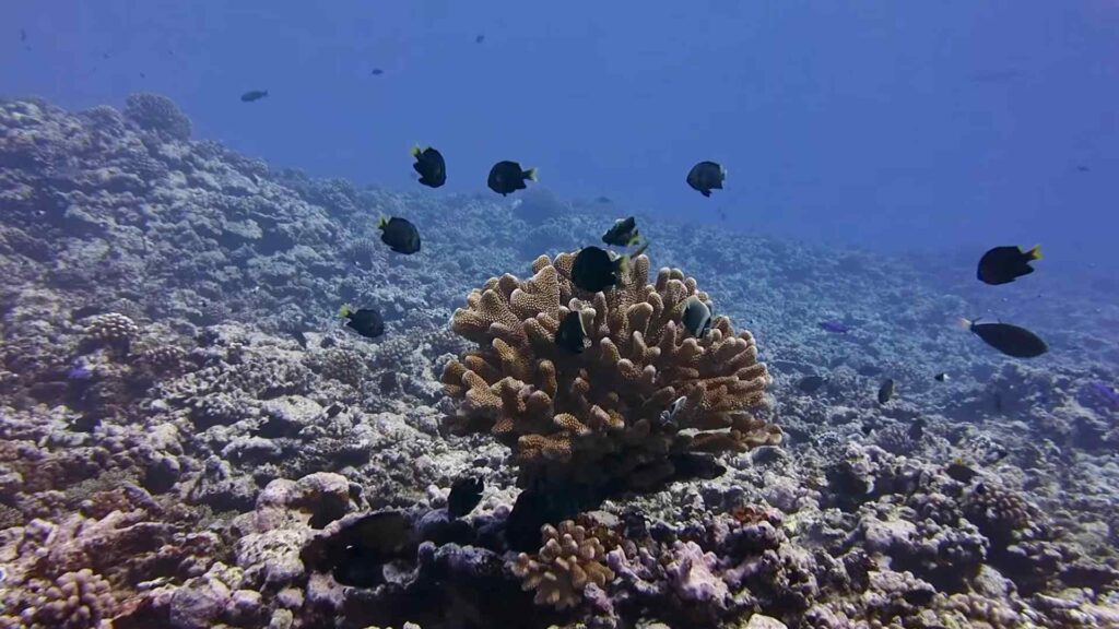Many yellowtail dascyllus around coral reef