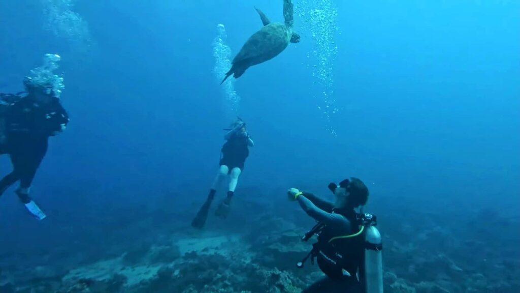 scuba divers in Moorea swimming with turtle