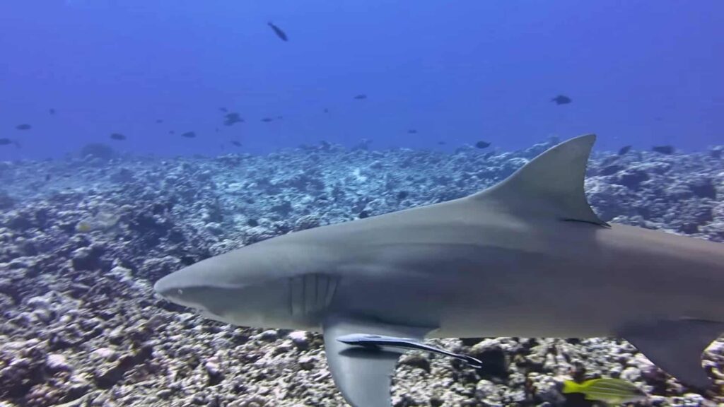 Shark under the water in Moorea at Temae point