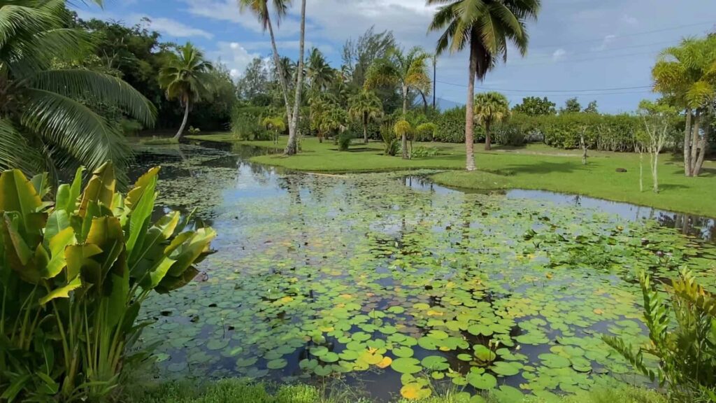 Pond filled with water lilies in Vaipahi Gardens