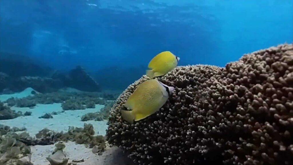 Speckled butterflyfish in lagoon at Vaiava Beach