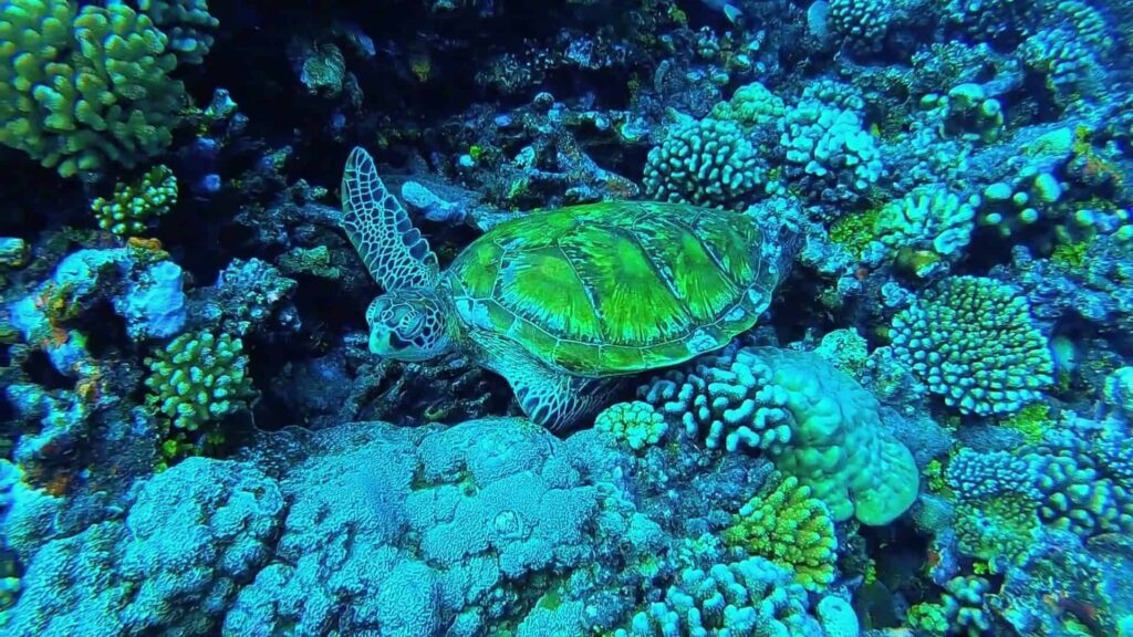 Green sea turtle in the corals at the La Source Tahiti