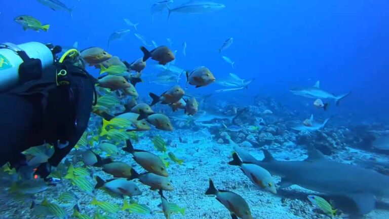 Scuba dive at white valley in Tahiti and lots colorful fish swimming