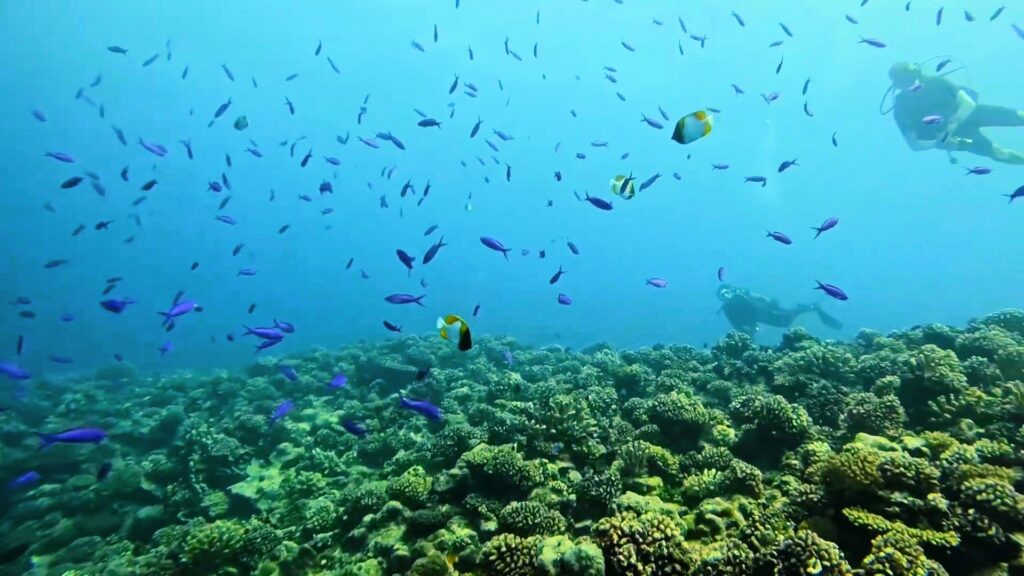 Tons of small fish at the Arue Fault Tahiti