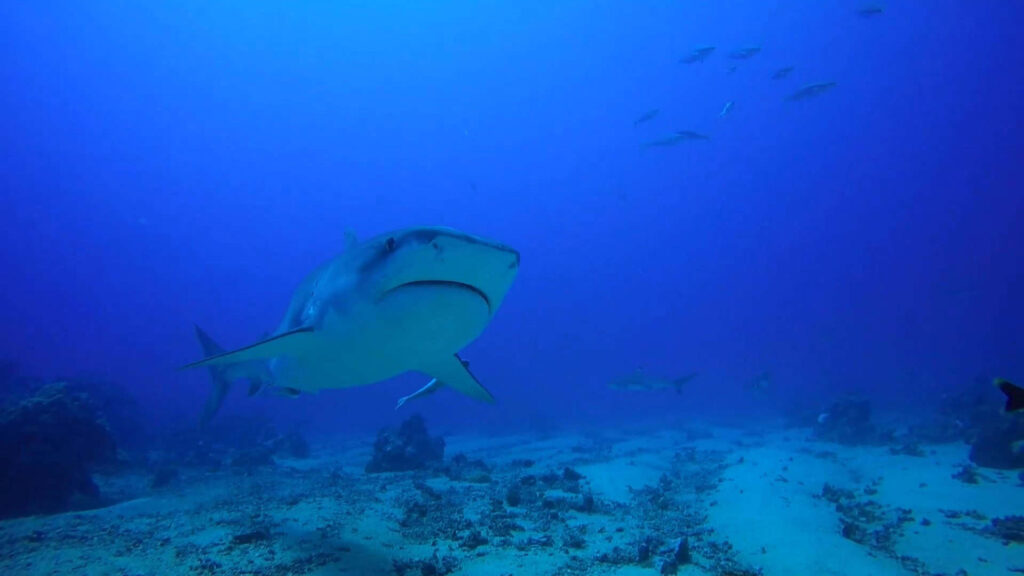 Tiger shark at white valley Tahiti